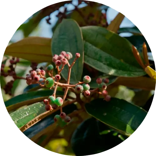 Canela-de-velho
