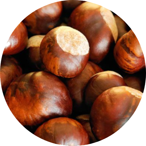 Castanha-da-Índia